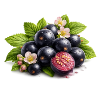 Black Current