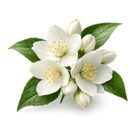 Jasmin