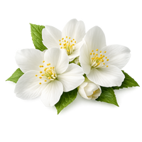 White Flower