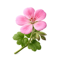 Geranium
