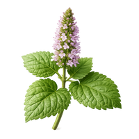 Patchouli